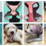 Hundegeschirr Leckerli Tasche und Hundeschal von Lida Vel Hundezubehör - NaturalCare69 - getestet von Videoleben von Familyeller