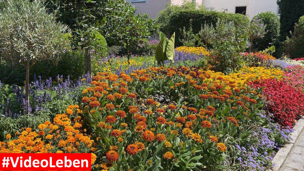 Blumen in Passau mit videoleben von Familyeller