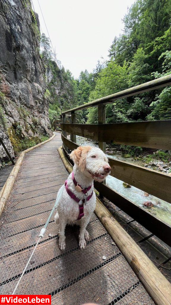 Luna auf dem Brückensteig Orrido dello Slizza mit videoleben von familyeller