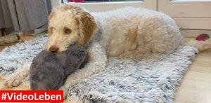 Luna mit Herzkissen - Hundebett - Kuschelbett Deluxe orthopädisch von HS-Hundebett.de getestet von videoleben von familyeller