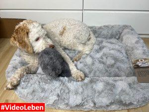 Luna mit Kissen im Bett - Hundebett - Kuschelbett Deluxe orthopädisch von HS-Hundebett.de getestet von videoleben von familyeller