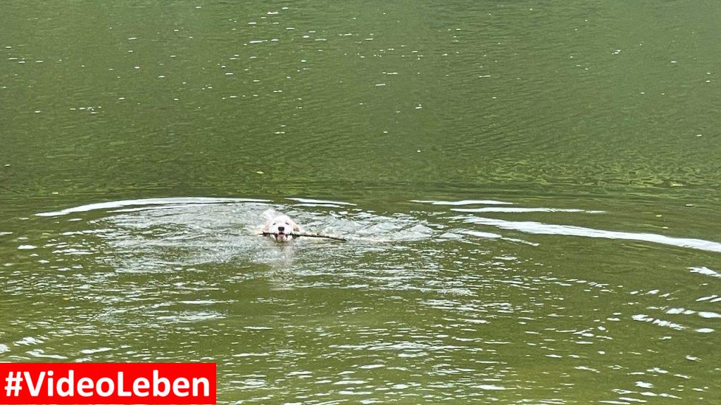 Luna schwimmt im Dreiburgensee mit videoleben von familyeller