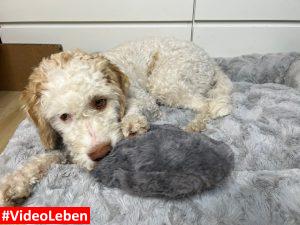 Luna spielt mit Herzkissen - Hundebett - Kuschelbett Deluxe orthopädisch von HS-Hundebett.de getestet von videoleben von familyeller