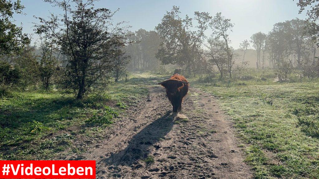 Gegenverkerhr im Duinenreservart Strand Heemskerk videoleben von Familyeller