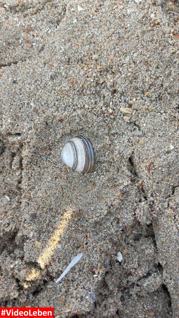 Muschel im Sand Strandslaag 38 Castricum aan Zee - videoleben von familyeller