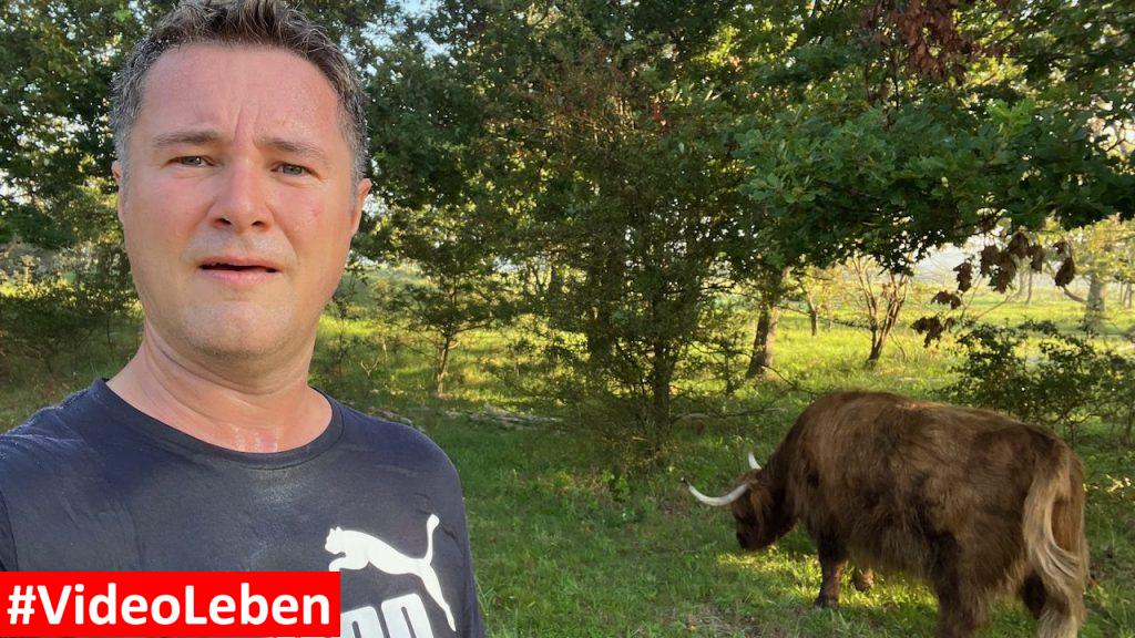 Rind im Duinenreservart Strand Heemskerk videoleben von Familyeller