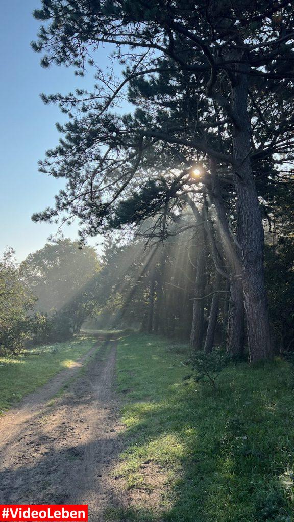 die Sonne geht auf im Duinenreservart Strand Heemskerk videoleben von Familyeller