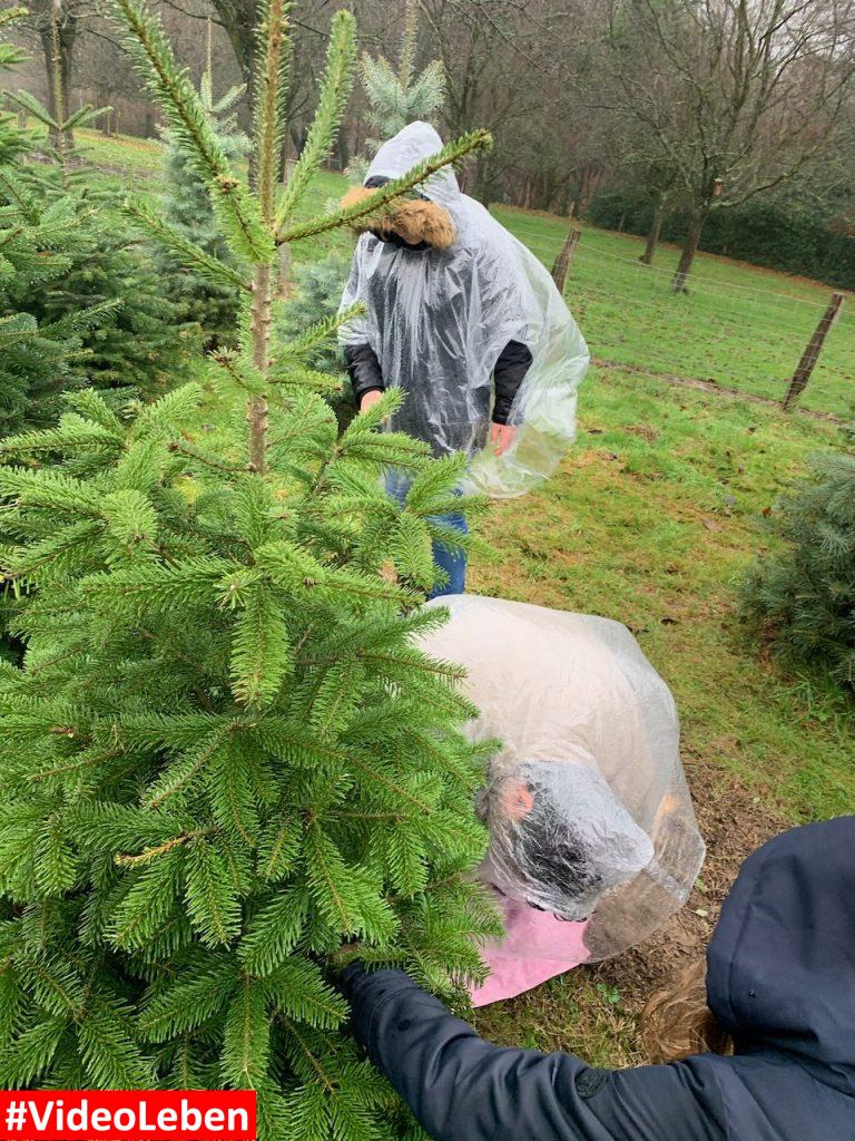 Auf der Suche nach dem Stamm - Conrads Weihnachtsbaumhof in Solingen - vorgestellt von videoleben von familyeller