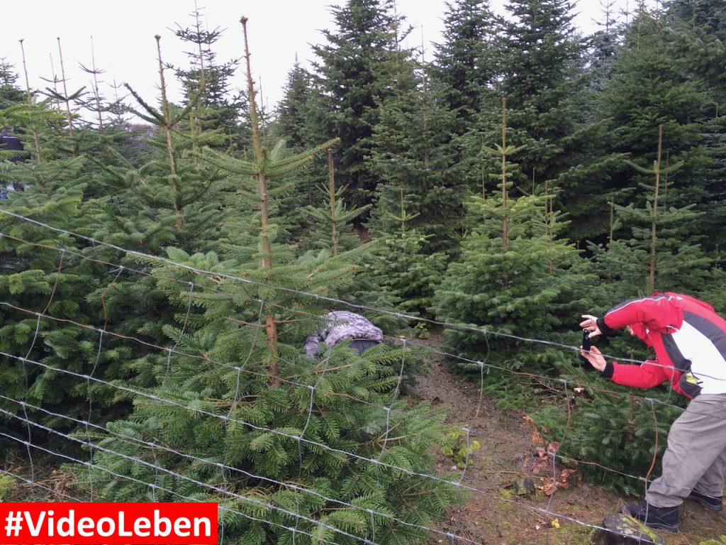Bäume in der Schonung - Weihnachtsbäume Klein in Wermelskirchen - vorgestellt von videoleben von familyeller