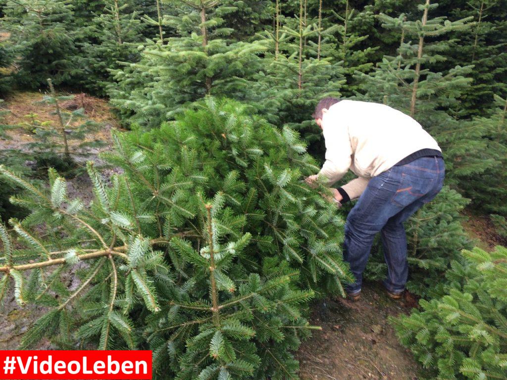 Baum fällt - Weihnachtsbäume Klein in Wermelskirchen - vorgestellt von videoleben von familyeller