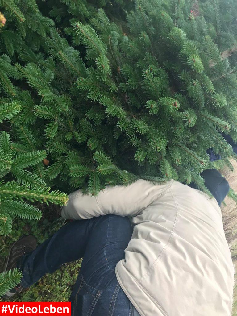 Baum fällt - Weihnachtsbäume selber schlagen beim Gut Scheifenhaus in Gruiten - vorgestellt von videoleben von Familyeller