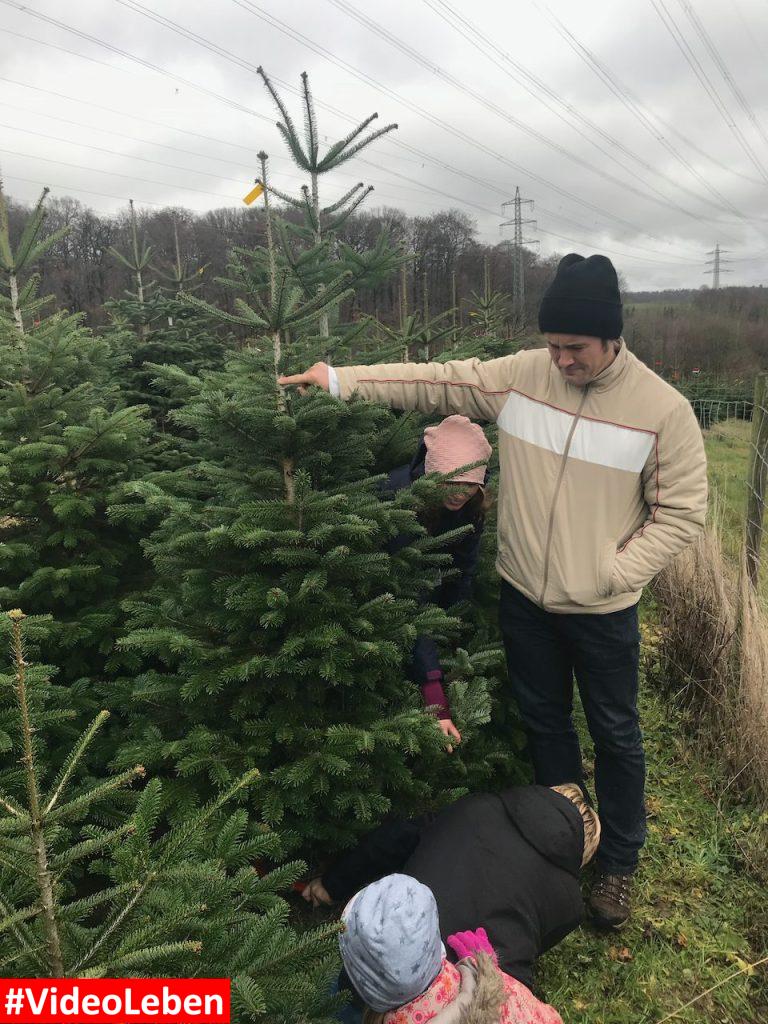 Baum gefunden - Weihnachtsbäume selber schlagen beim Gut Scheifenhaus in Gruiten - vorgestellt von videoleben von Familyeller