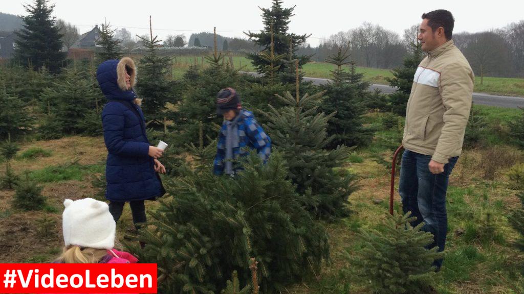 Baum in der Schonung geschlagen - Weihnachtsbäume Klein in Wermelskirchen - vorgestellt von videoleben von familyeller