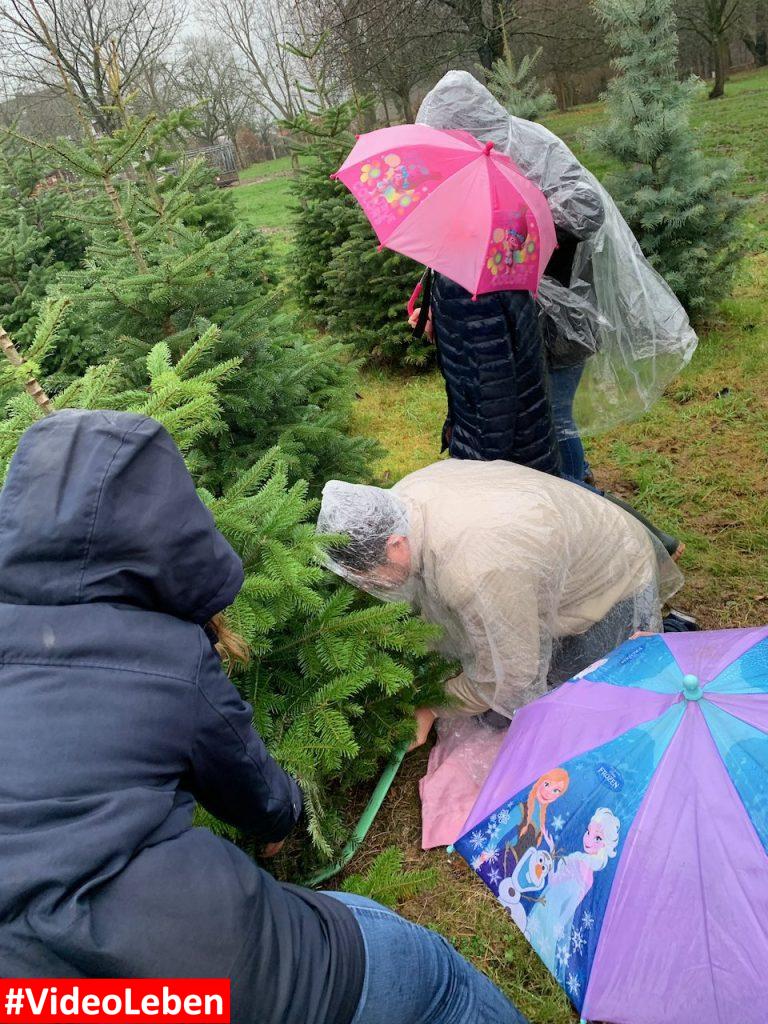 Baum schlagen - Conrads Weihnachtsbaumhof in Solingen - vorgestellt von videoleben von familyeller