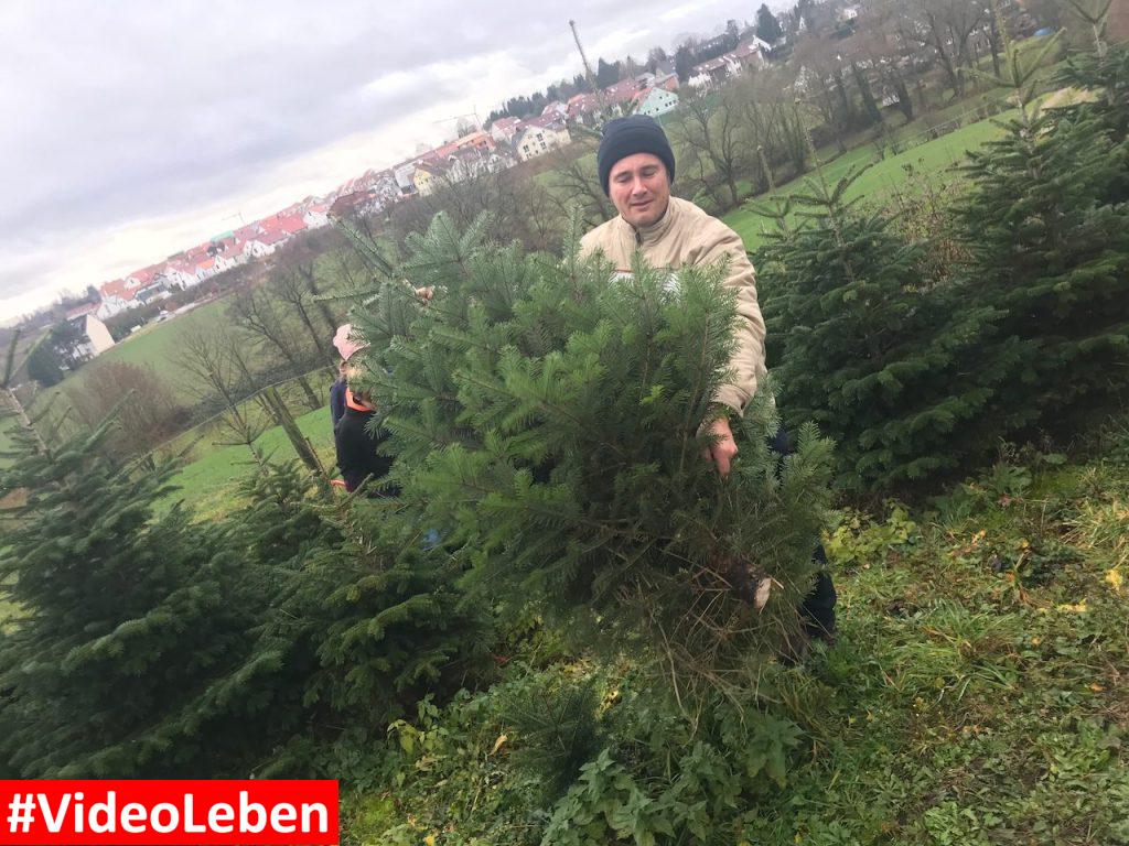 Baumtransport - Weihnachtsbäume selber schlagen beim Gut Scheifenhaus in Gruiten - vorgestellt von videoleben von Familyeller