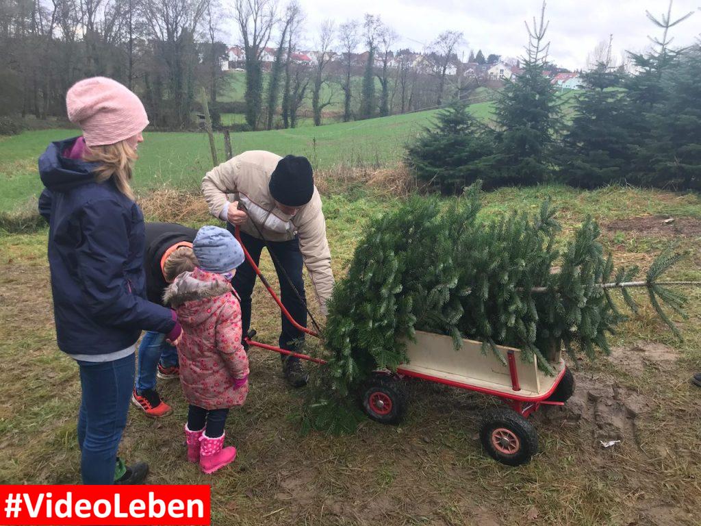 Der Baum auf dem Bollerwagen - Weihnachtsbäume selber schlagen beim Gut Scheifenhaus in Gruiten - vorgestellt von videoleben von Familyeller