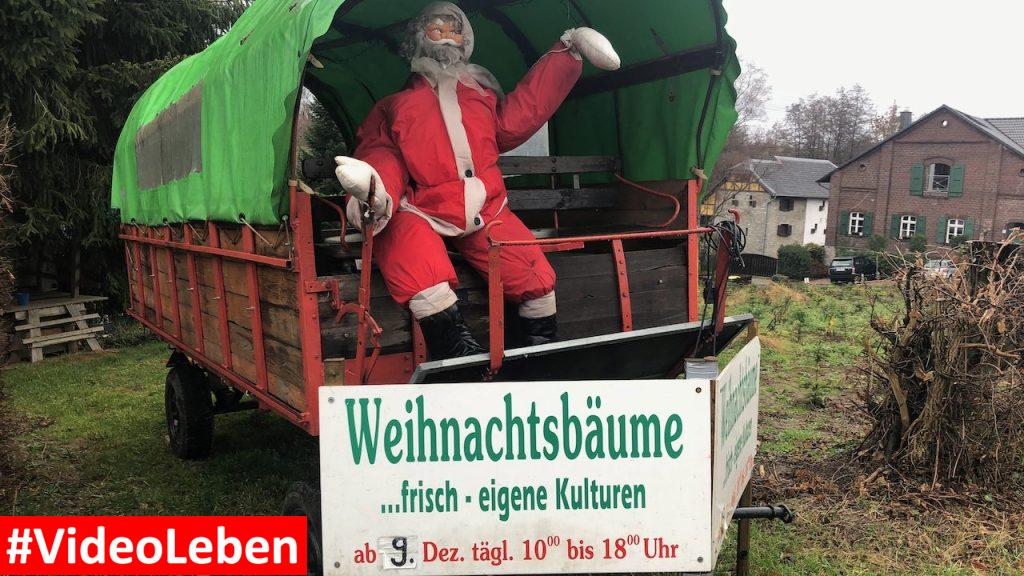 Weihnachtsbäume frisch aus eigenen Kulturen - Weihnachtsbäume selber schlagen beim Gut Scheifenhaus in Gruiten - vorgestellt von videoleben von Familyeller