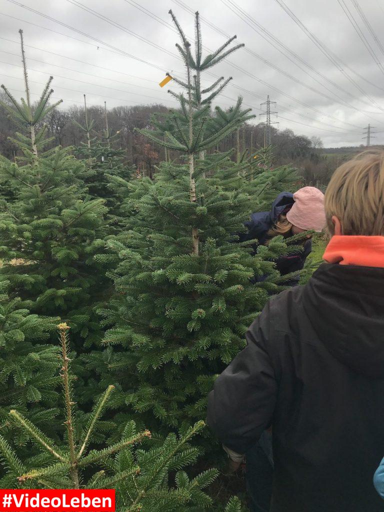 auf der Suche nach dem Baum - Weihnachtsbäume selber schlagen beim Gut Scheifenhaus in Gruiten - vorgestellt von videoleben von Familyeller