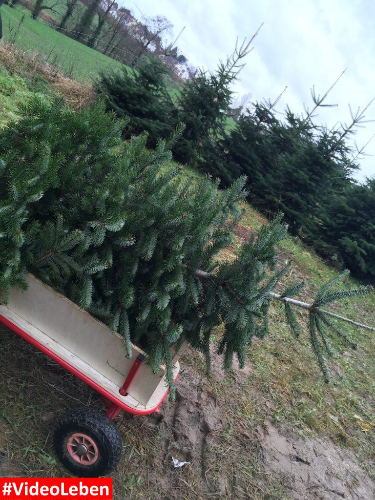 so wird der Baum transportiert - Weihnachtsbäume selber schlagen beim Gut Scheifenhaus in Gruiten - vorgestellt von videoleben von Familyeller