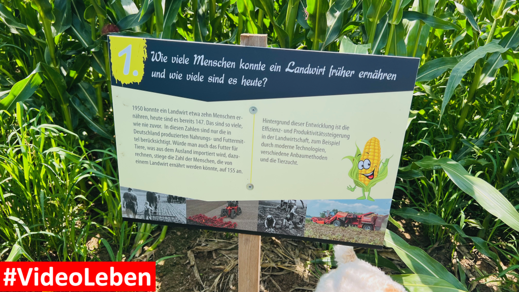 erste Frage im 22. Maislabyrinth von Witzhelden - Videoleben von familyeller