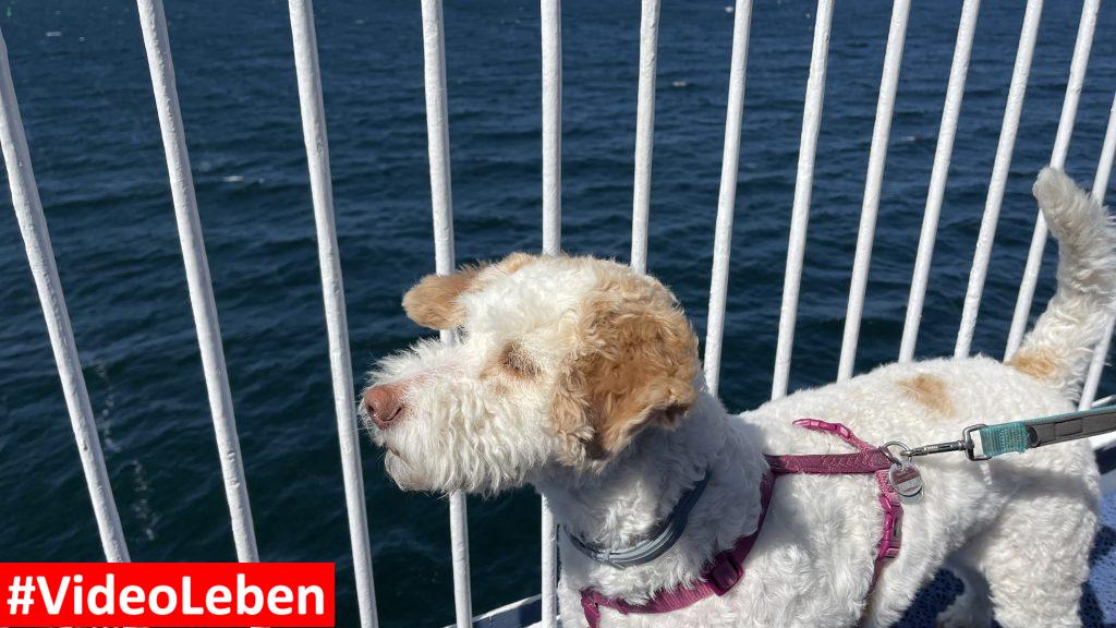 Unsere Hündin Luna an Board der Scandlines von Fehmarn nach Rødby mit der FS Deutschland - videoleben von familyeller