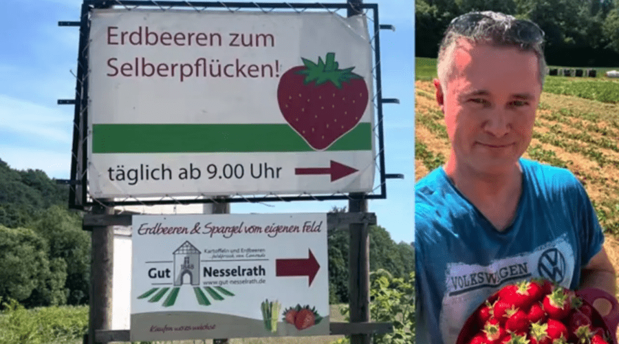 Erdbeeren zum Selberpflücken an der Wupper am Gut Nesselrath - vorgestellt von videoleben von familyeller