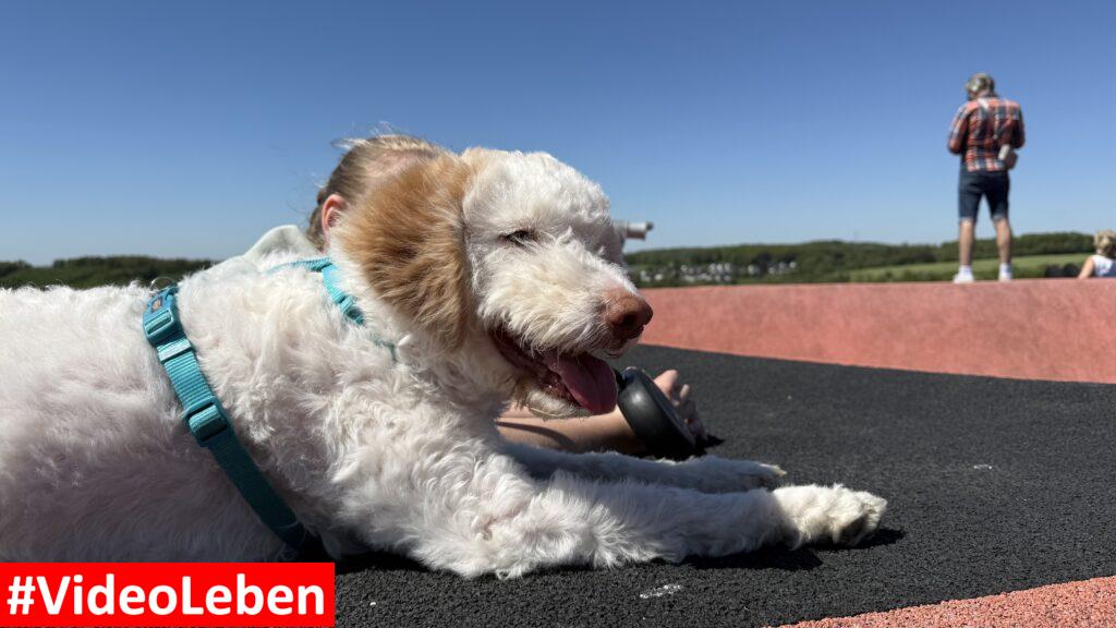 metabolon mit unserer Hündin Luna oben - videoleben von familyeller