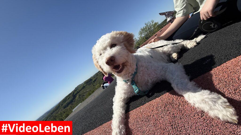 metabolon unsere Hündin Luna oben - videoleben von familyeller