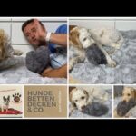 Hundebett orthopädisch