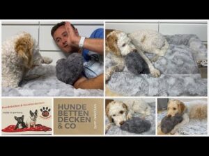 Hundebett orthopädisch