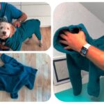 Winter Hundejacke