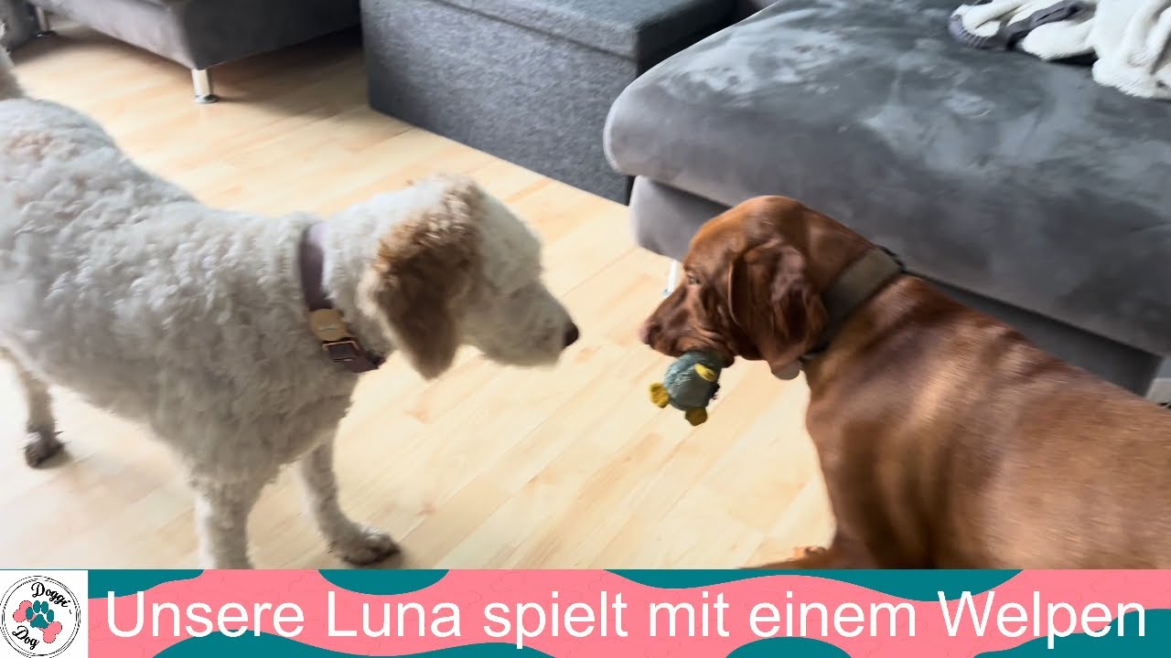 Unsere Luna spielt mit einem Welpen
