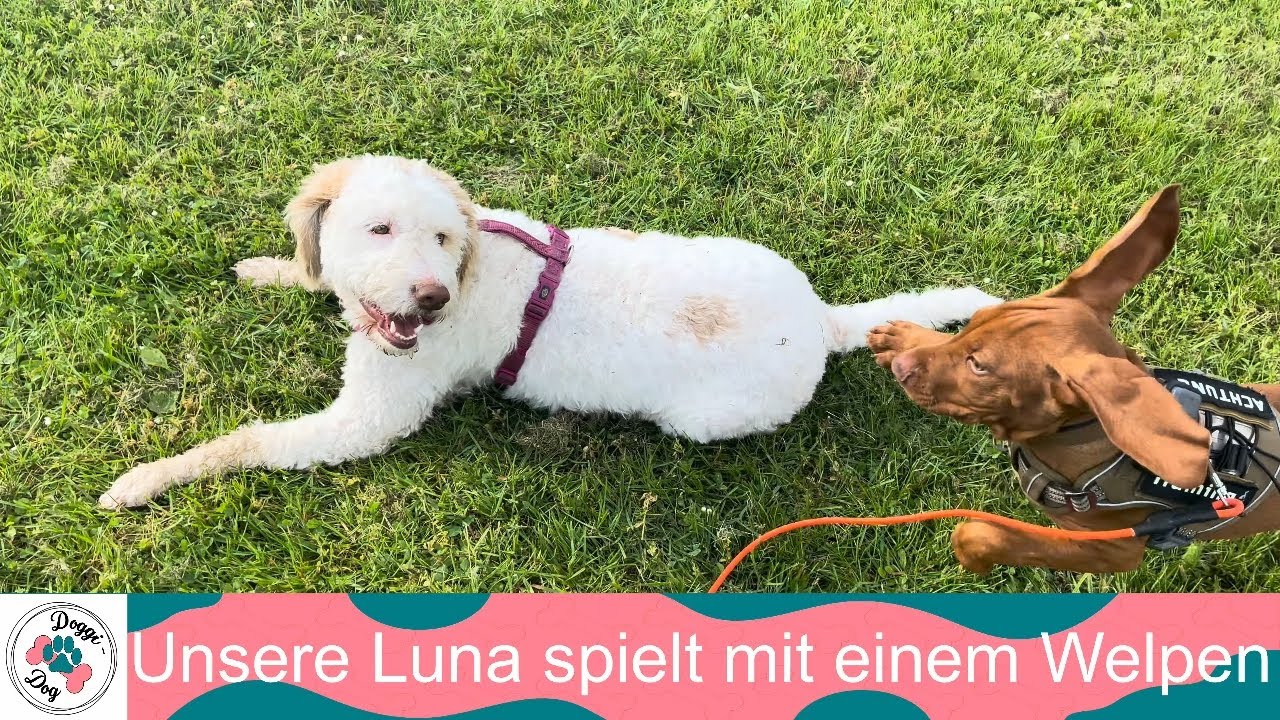 Unsere Luna spielt mit einem Welpen