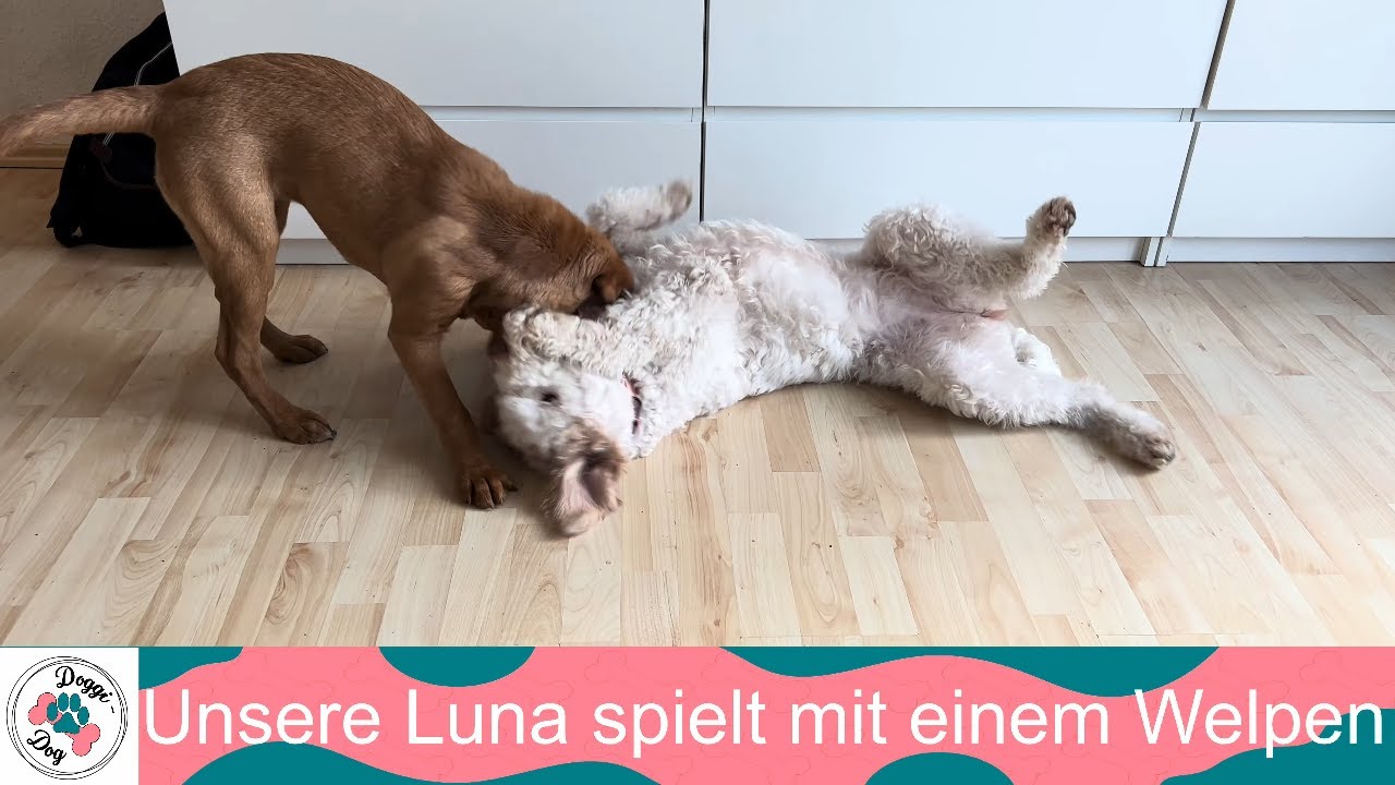 Unsere Luna spielt mit einem Welpen