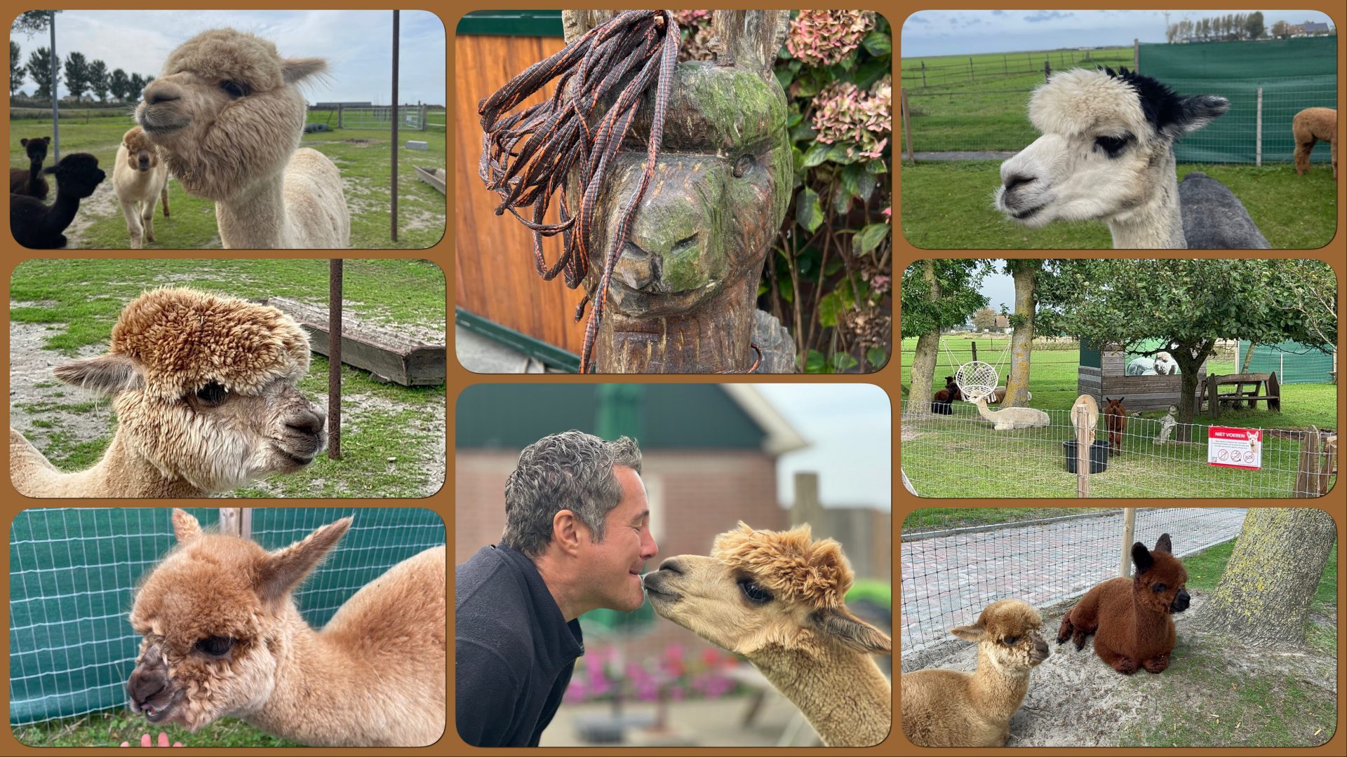 Alpaca World Friesland in Workum