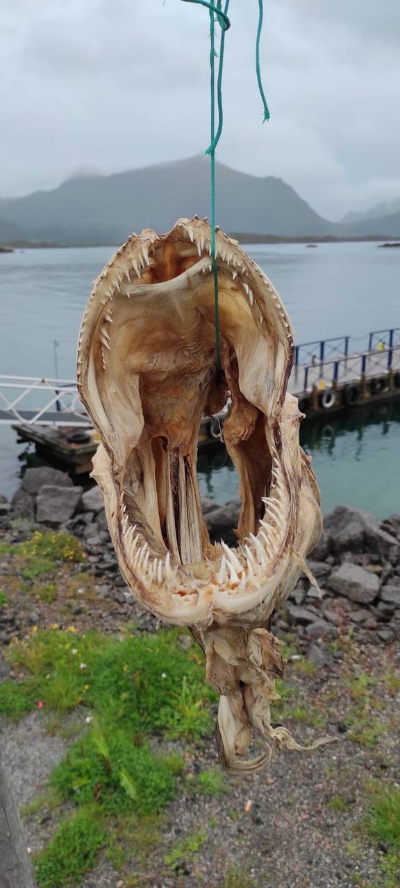 Treibholz-Fisch in Leknes auf den Lofoten – kunstvoll geschnitzter Fisch aus Treibholz