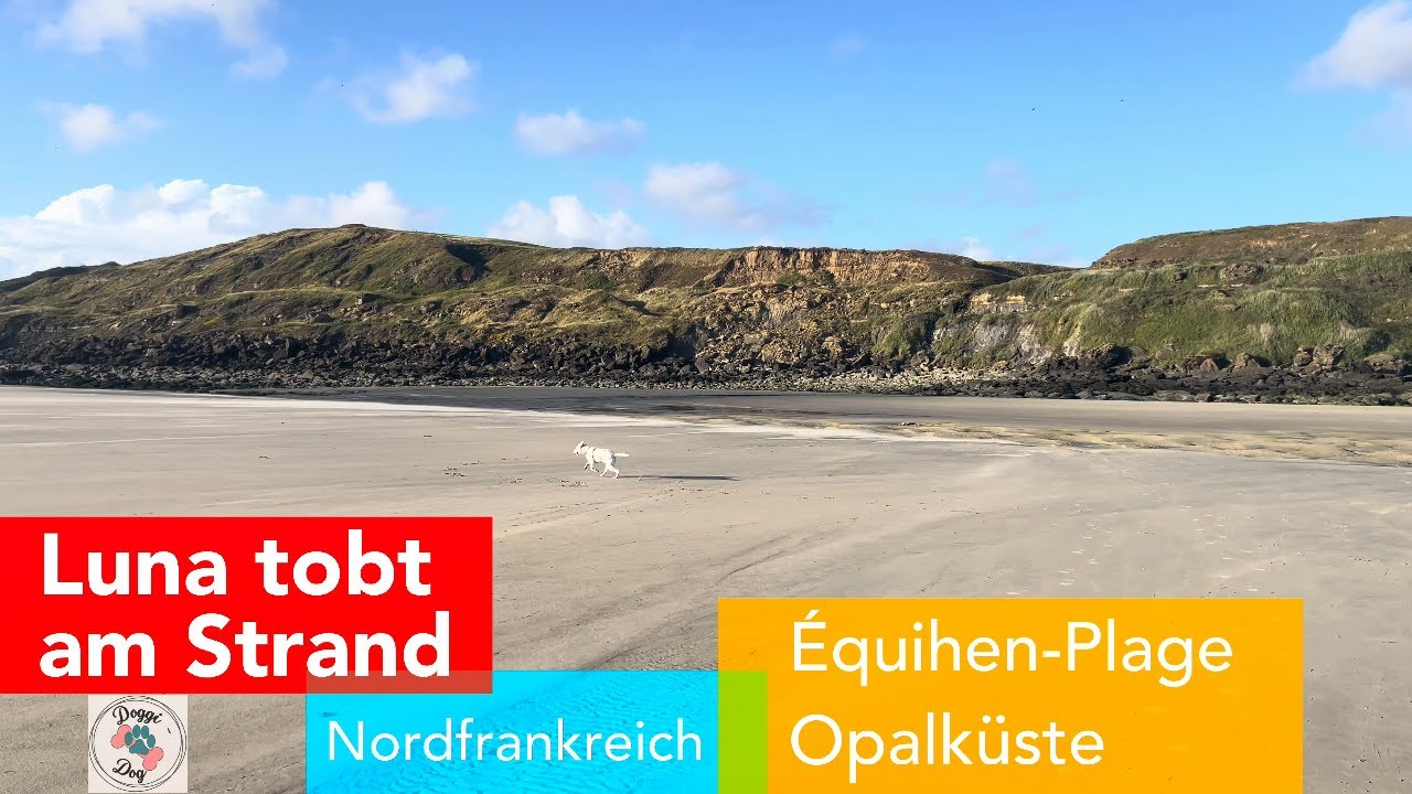 Lagotto Luna tobt am Strand von Équihen-Plage an der Opalküste in Nordfrankreich