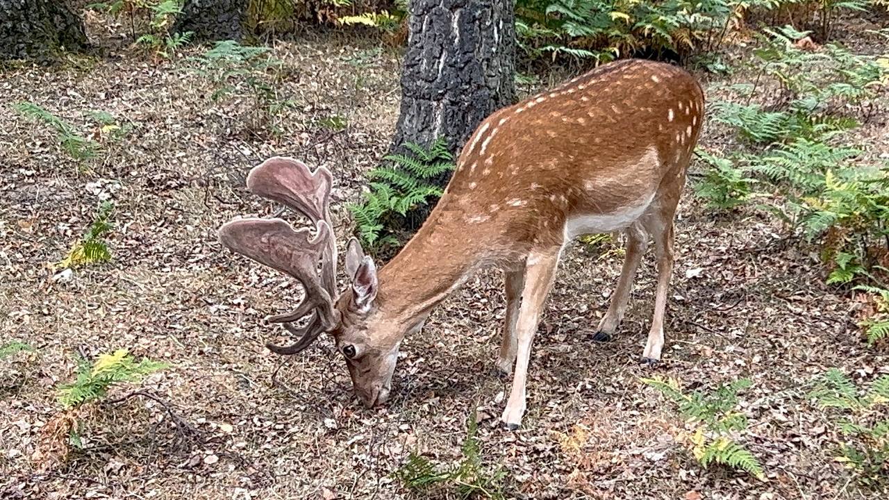 Hirsche im Hochwildpark Kommern