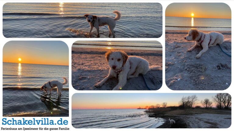 Urlaub mit Hund in Makkum – Hundefreundliches Ferienhaus am IJsselmeer