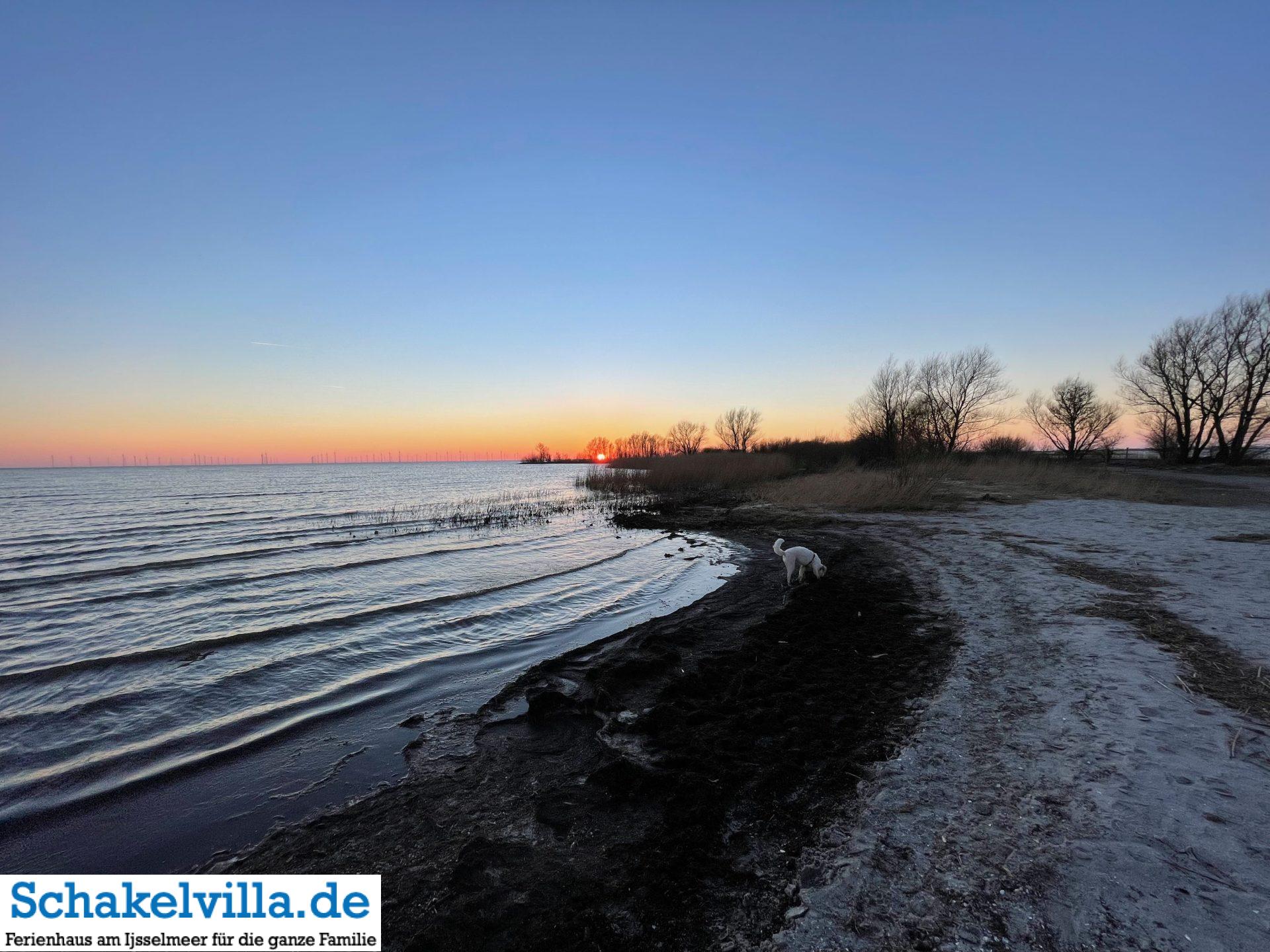Luna am Hundestrand in Makkum