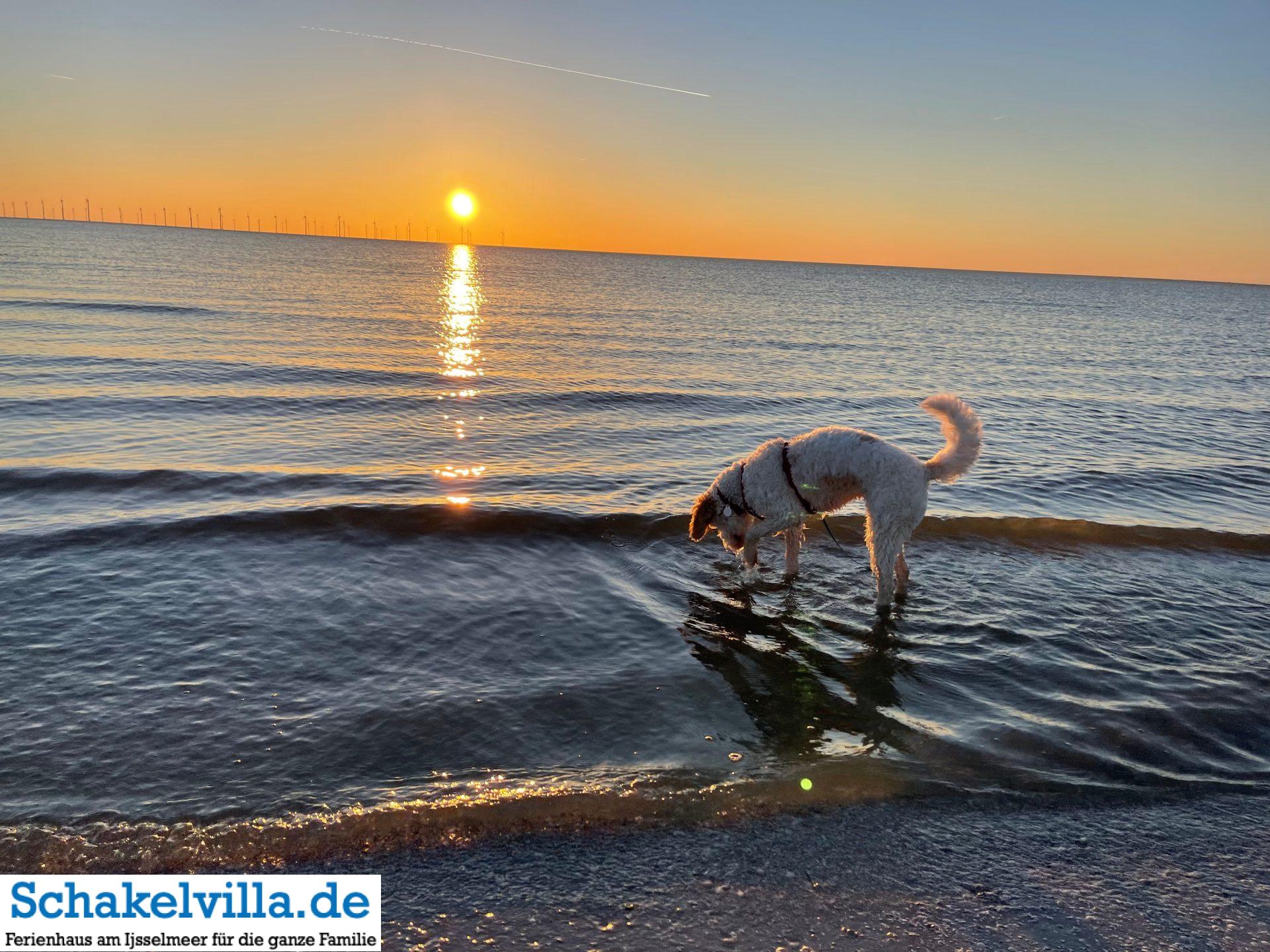 Sonnenuntergang am Hundegebiet Makkum