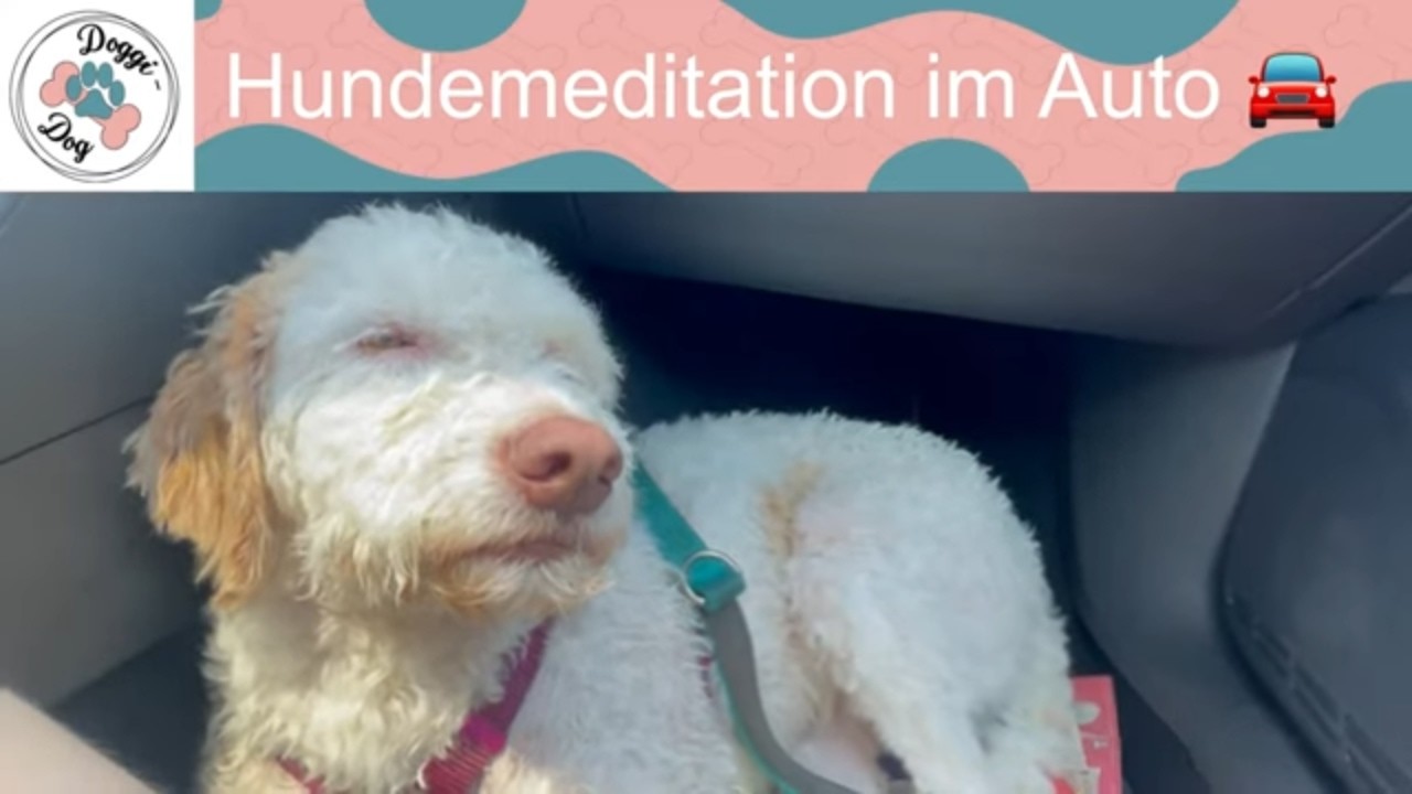 Hundemeditation im Auto