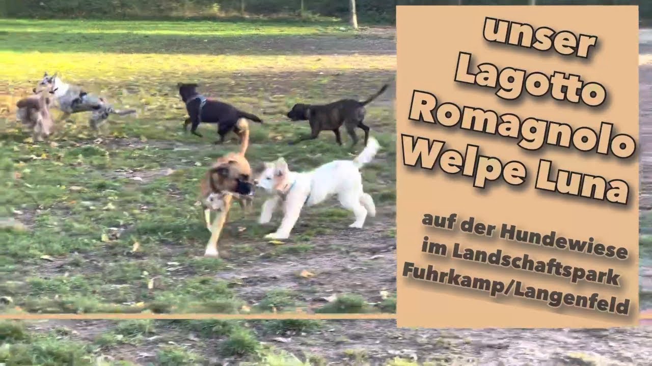 Hundewiese im Landschaftspark Fuhrkamp Langenfeld - Hundeausflug