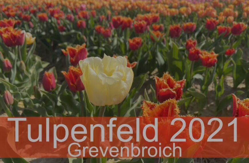 Tulpenfeld Grevenbroich 2021 für die Sinne