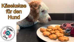 kaesekekse fuer hunde