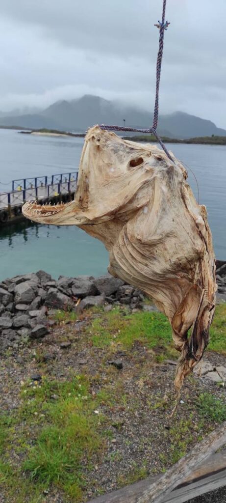 Treibholz mit gefangenem Fisch – eine ungewöhnliche Dekoration an Land in Leknes auf den Lofoten