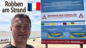 Robben an der Baie dAuthie an der Opalküste – Seehunde am Strand bei Berck-sur-Mer