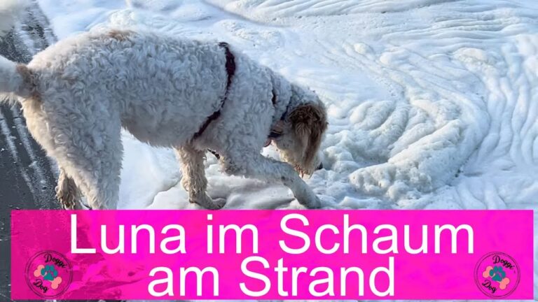 Schaumstrand in den Niederlanden – Naturphänomen mit Hund erleben 🫧