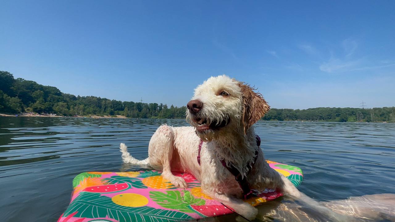 Luna am von-Diergardt-See – Ausflug mit Hund und Lagotto am Badesee zwischen Leverkusen und Köln