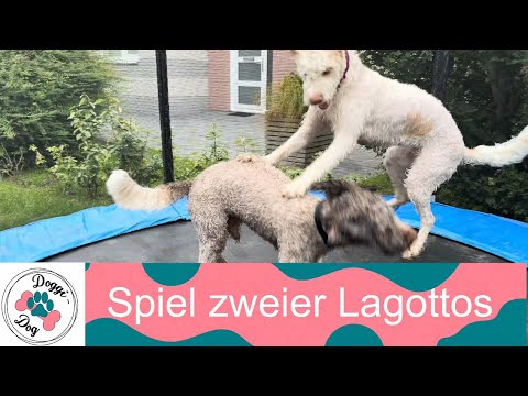 Spiel zweiter Lagottos